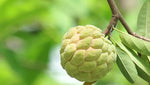 Organic Custard Apple