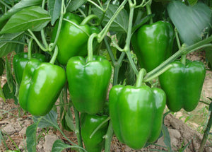 Organic Capsicum