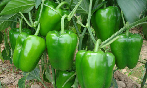 Organic Capsicum