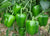 Organic Capsicum