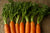 Organic Carrot With Leaves