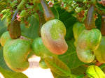 Organic Tender Cashew Raw