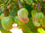 Organic Tender Cashew Raw