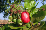 Organic Tender Cashew Raw