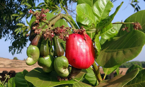 Organic Tender Cashew Raw