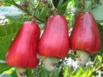 Organic Cashew Apple