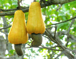 Organic Cashew Apple