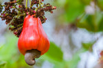 Organic Cashew Apple