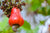 Organic Cashew Apple