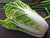 Organic Chinese Cabbage
