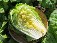 Organic Chinese Cabbage