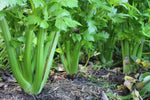 Organic Celery Leaf