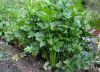 Organic Celery Leaf