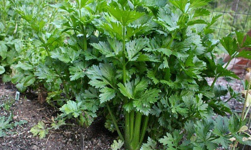 Organic Celery Leaf