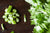 Organic Celery Diced