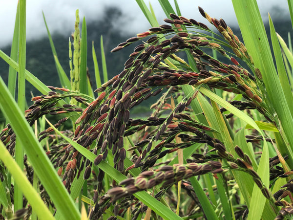 Organic Black rice - Chakhao