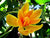 Organic Magnolia Champaca Flower