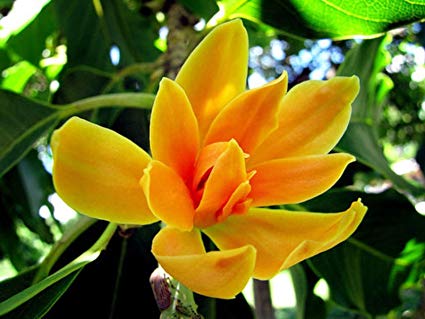 Organic Magnolia Champaca Flower