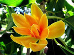 Organic Magnolia Champaca Flower
