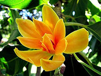 Organic Magnolia Champaca Flower