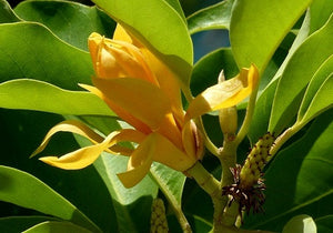 Organic Magnolia Champaca Flower