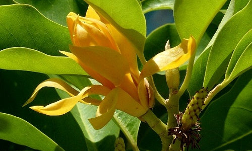Organic Magnolia Champaca Flower