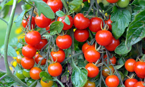 Organic Cherry Tomato