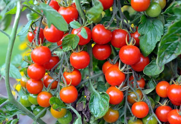 Organic Cherry Tomato