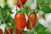 Organic Rosa Cherry Tomato