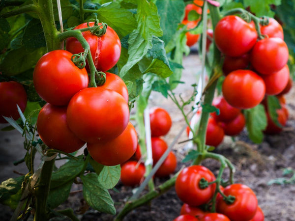 Organic Cherry Tomato