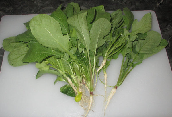 Organic Radish Leaf