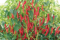 Organic Red Chilli Raw