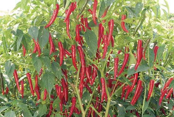 Organic Red Chilli Raw