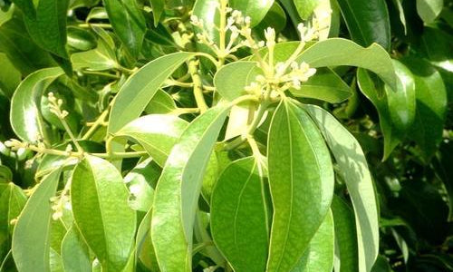 Organic Fresh Cinnamon Tree Leaves