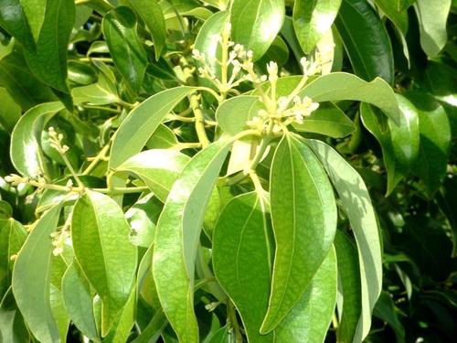 Organic Fresh Cinnamon Tree Leaves