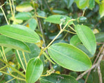 Organic Fresh Cinnamon Tree Leaves
