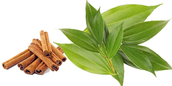 Organic Fresh Cinnamon Tree Leaves