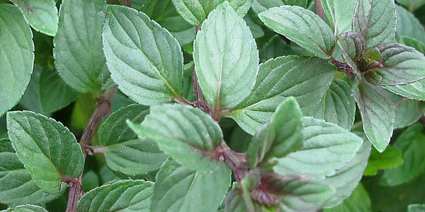 Organic Chocolate Mint