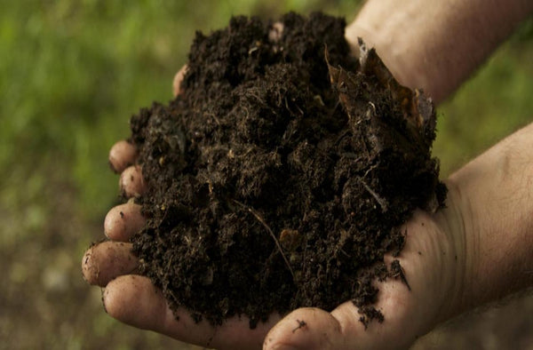 Organic Cow Dung Compost