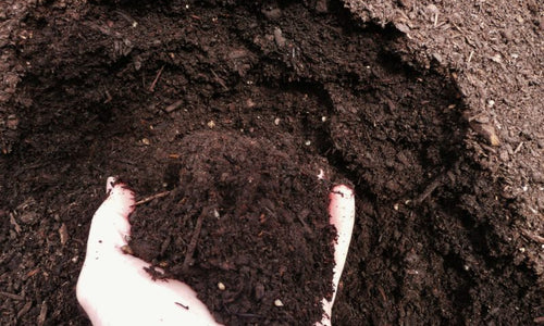 Vermi Compost