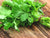 Organic Coriander/Dhaniya leaves