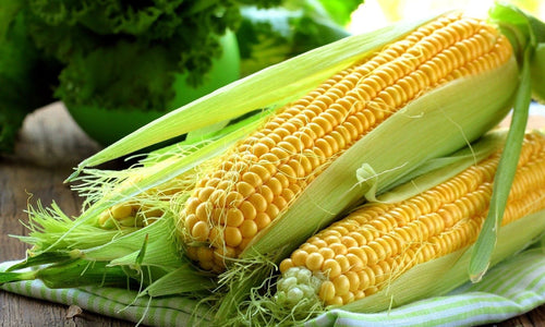 Organic Sweet Corn