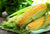 Organic Sweet Corn