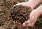 Organic Cow Dung Compost