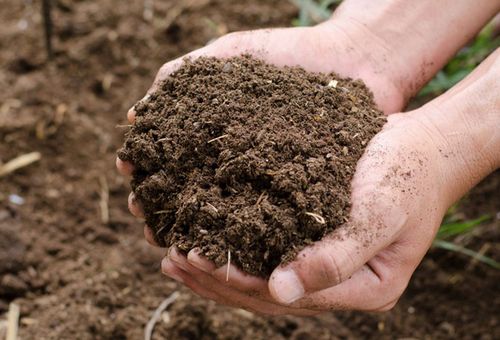 cow fertilizer for plants Organic Cow Dung Compost – GreenDNA® India