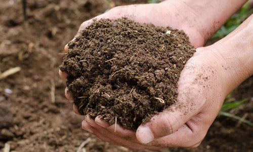 Organic Cow Dung Compost