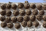 Indian Holy  Cow dung cakes