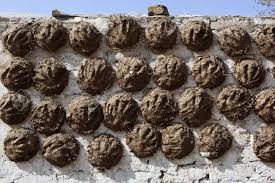 Indian Holy Cow dung cakes – GreenDNA® India