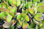Crassula Ovata (Jade)