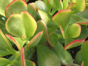 Crassula Ovata (Jade)